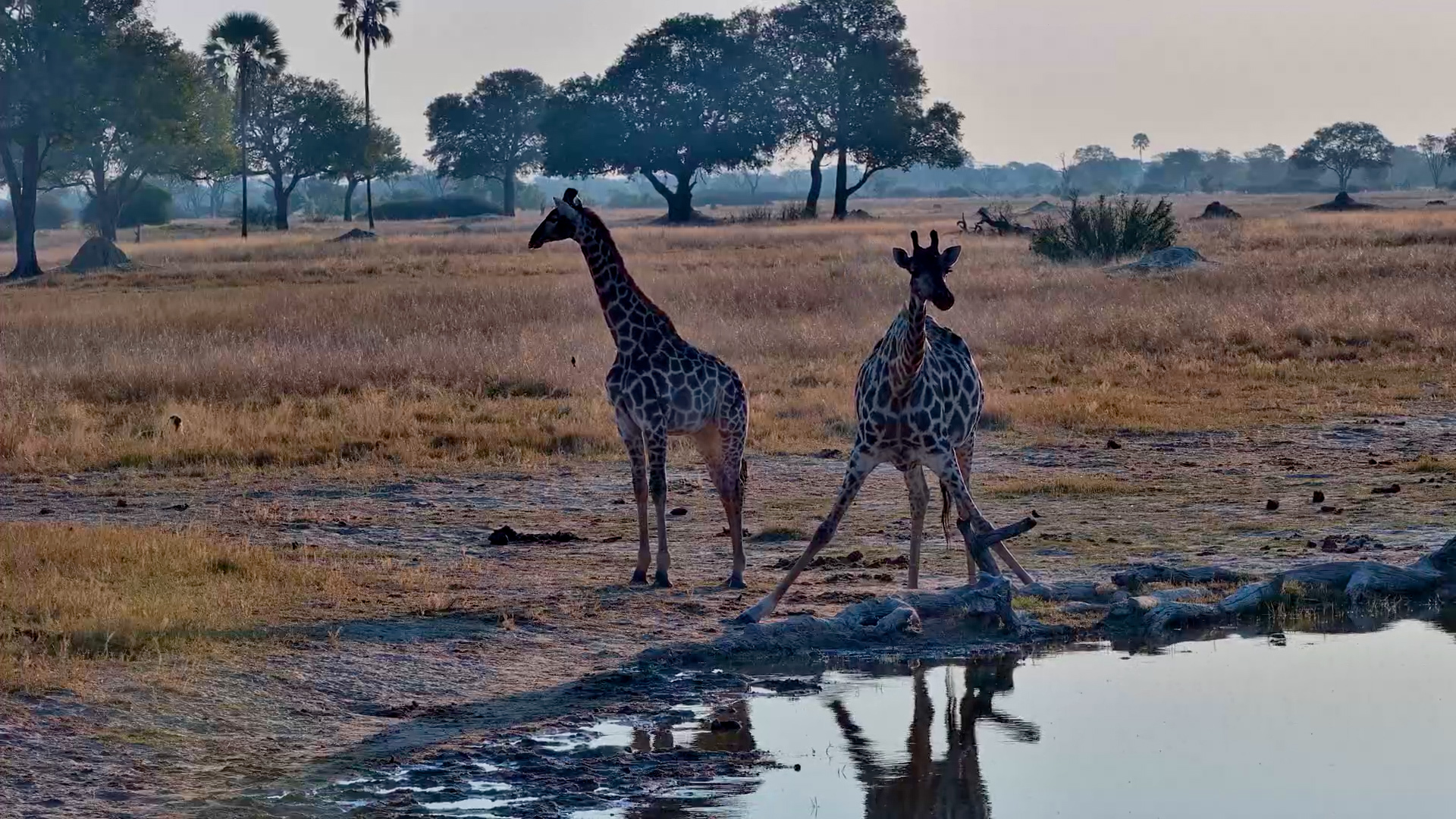 Golden Hour With Giraffes