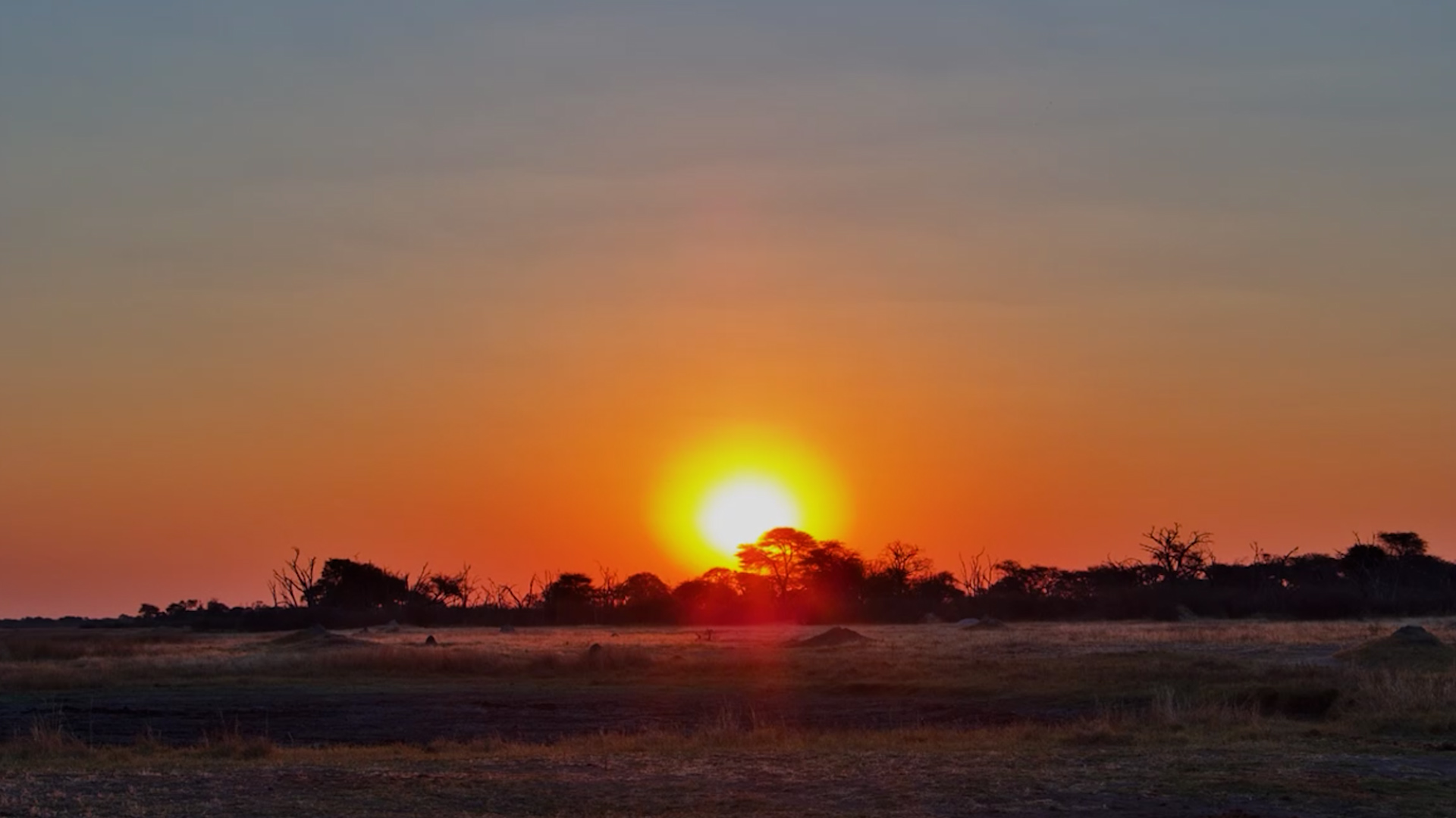 The African Bush Says Goodnight