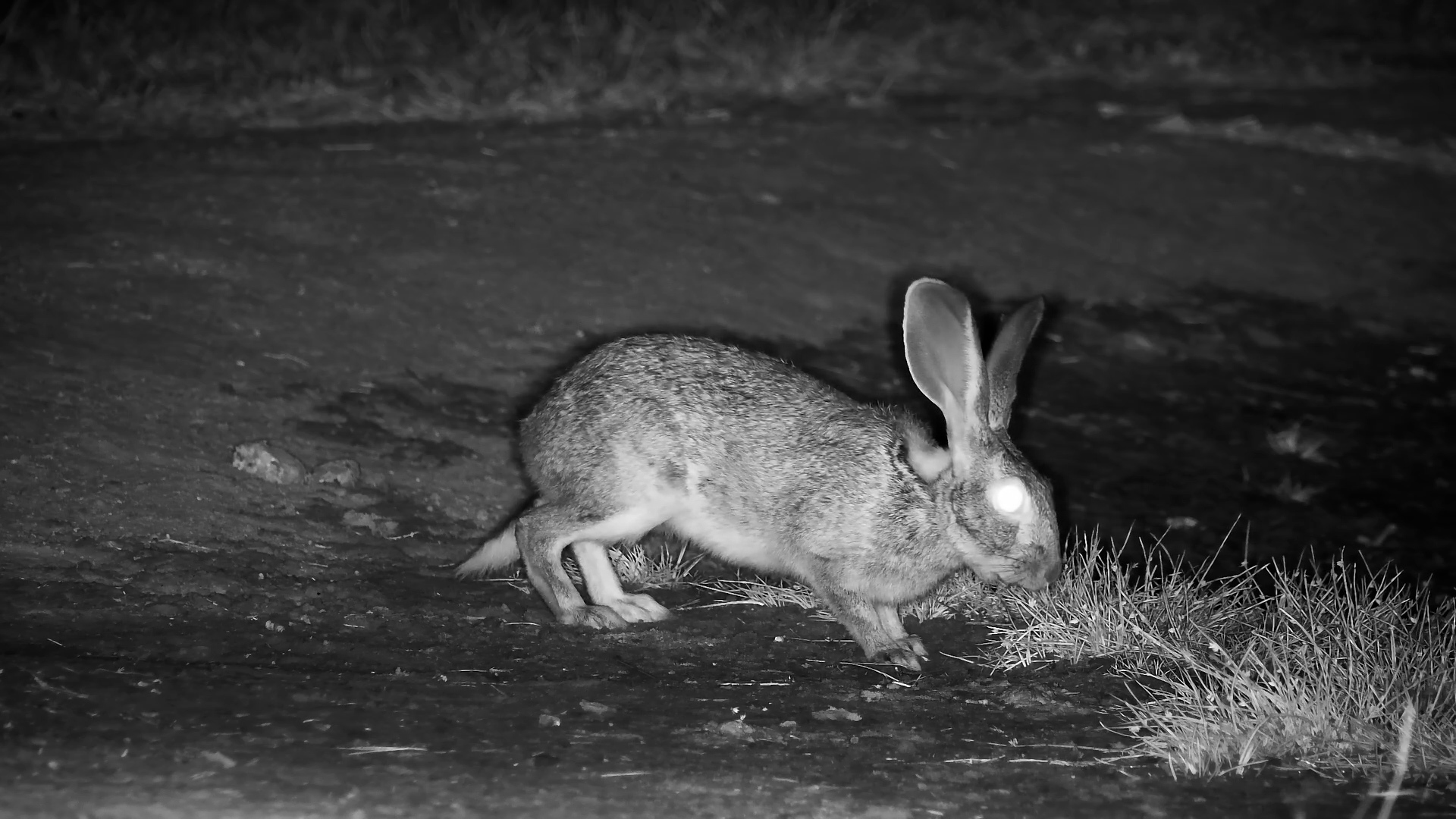 A Scrub Hare's Midnight Snack