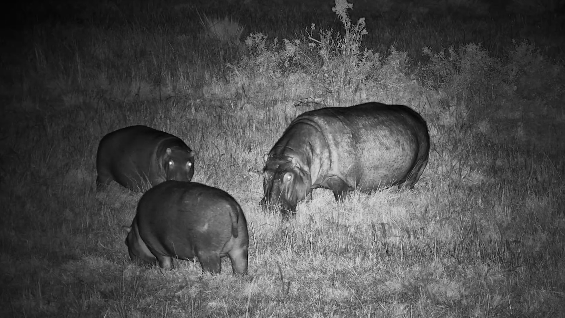 The Hippos' Midnight Dinner