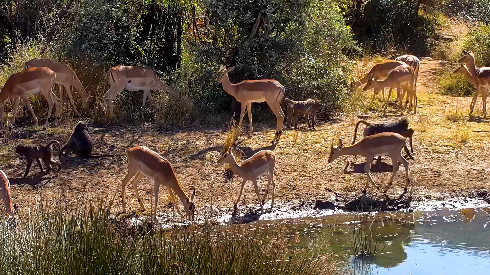 Another Busy Day at Kwa Maritane