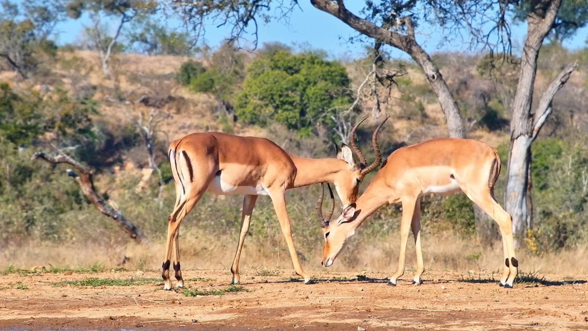 The Sweet Side of Impalas