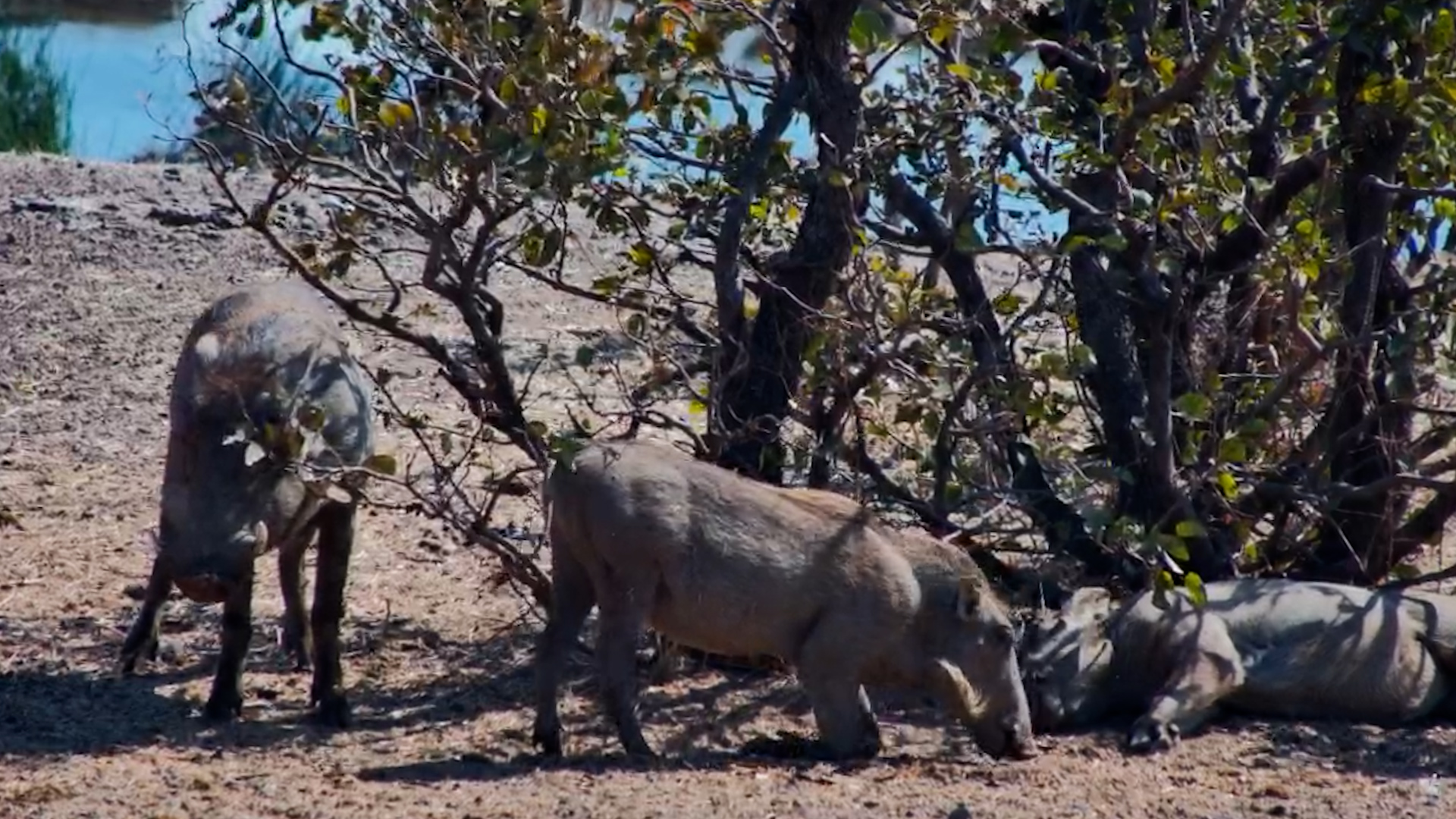 Even Warthogs Need a Nap