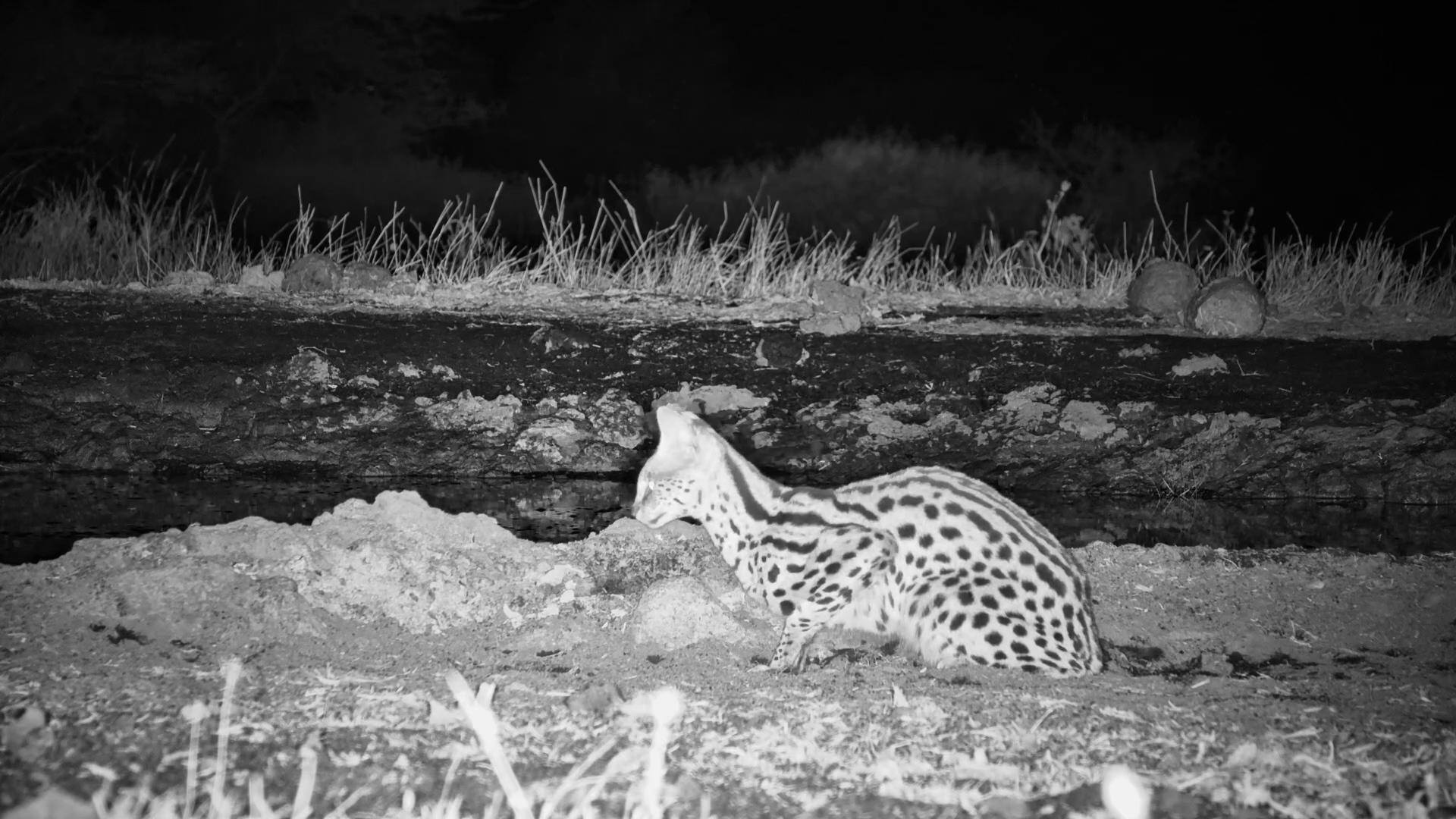 A Serval... and a Few Giant Neighbours