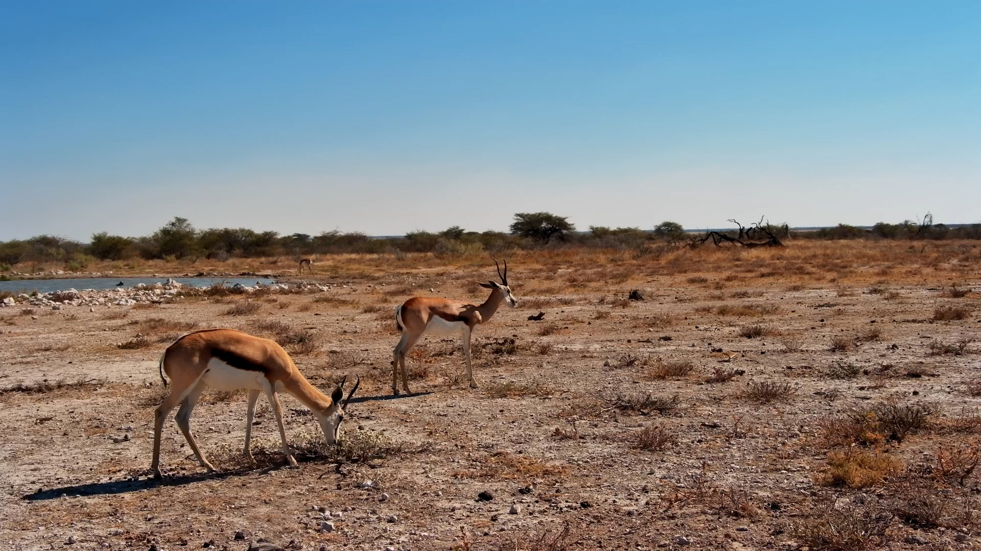A Peaceful Afternoon With Springboks