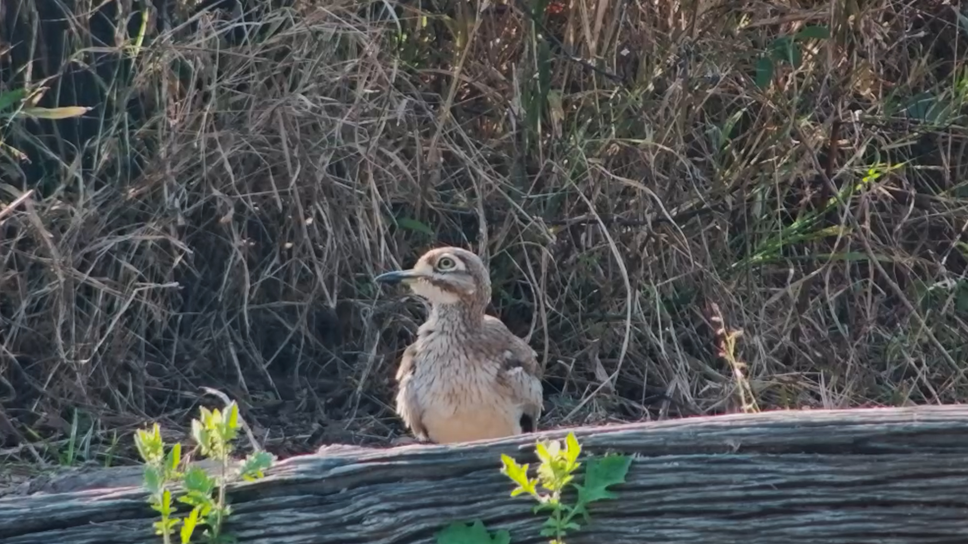 A Morning Spa Session for This Water Thick-Knee