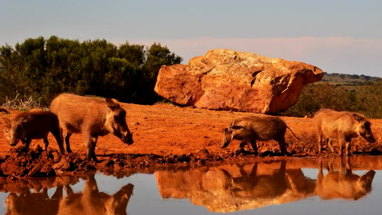 The Warthog Family Routine