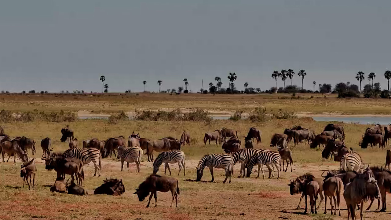 When the Thirsty Herds Arrive