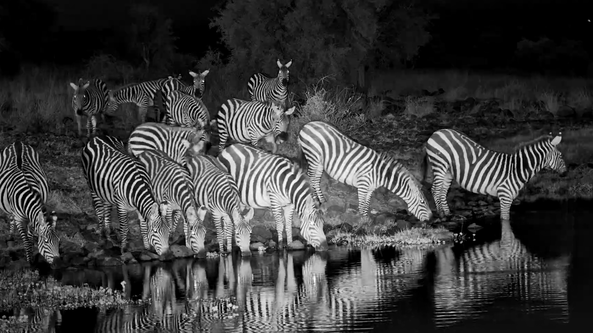 Zebras & Giraffe After Dark