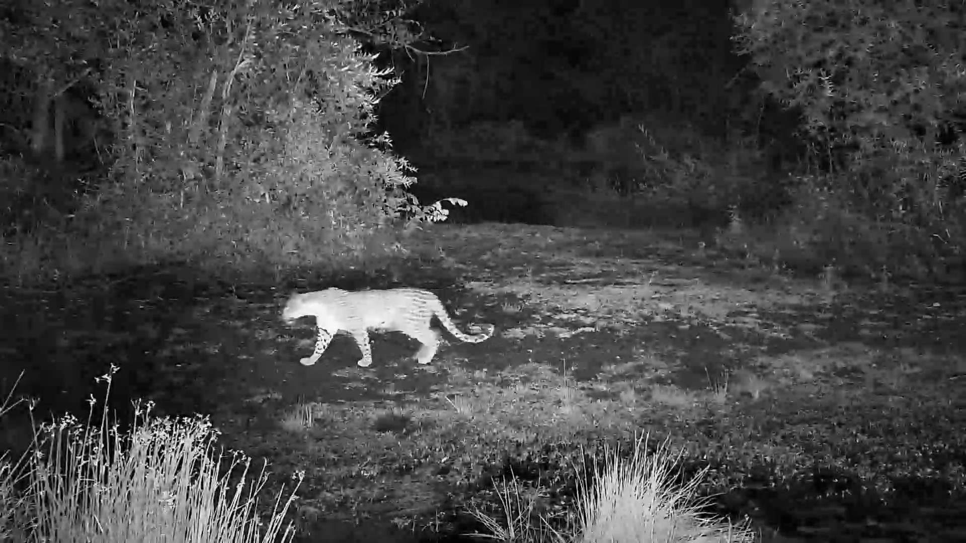 Quick and Stealthy: Leopard Sneaks Past Waterhole at Night