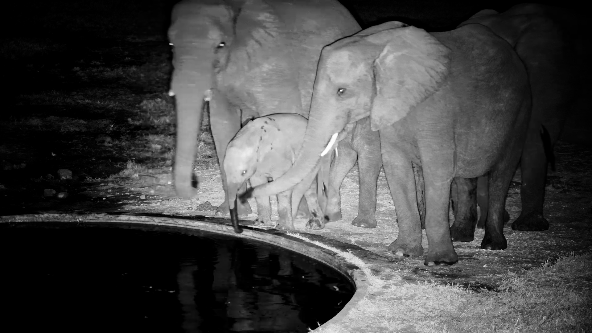 Elephants Guard Baby at the Waterhole