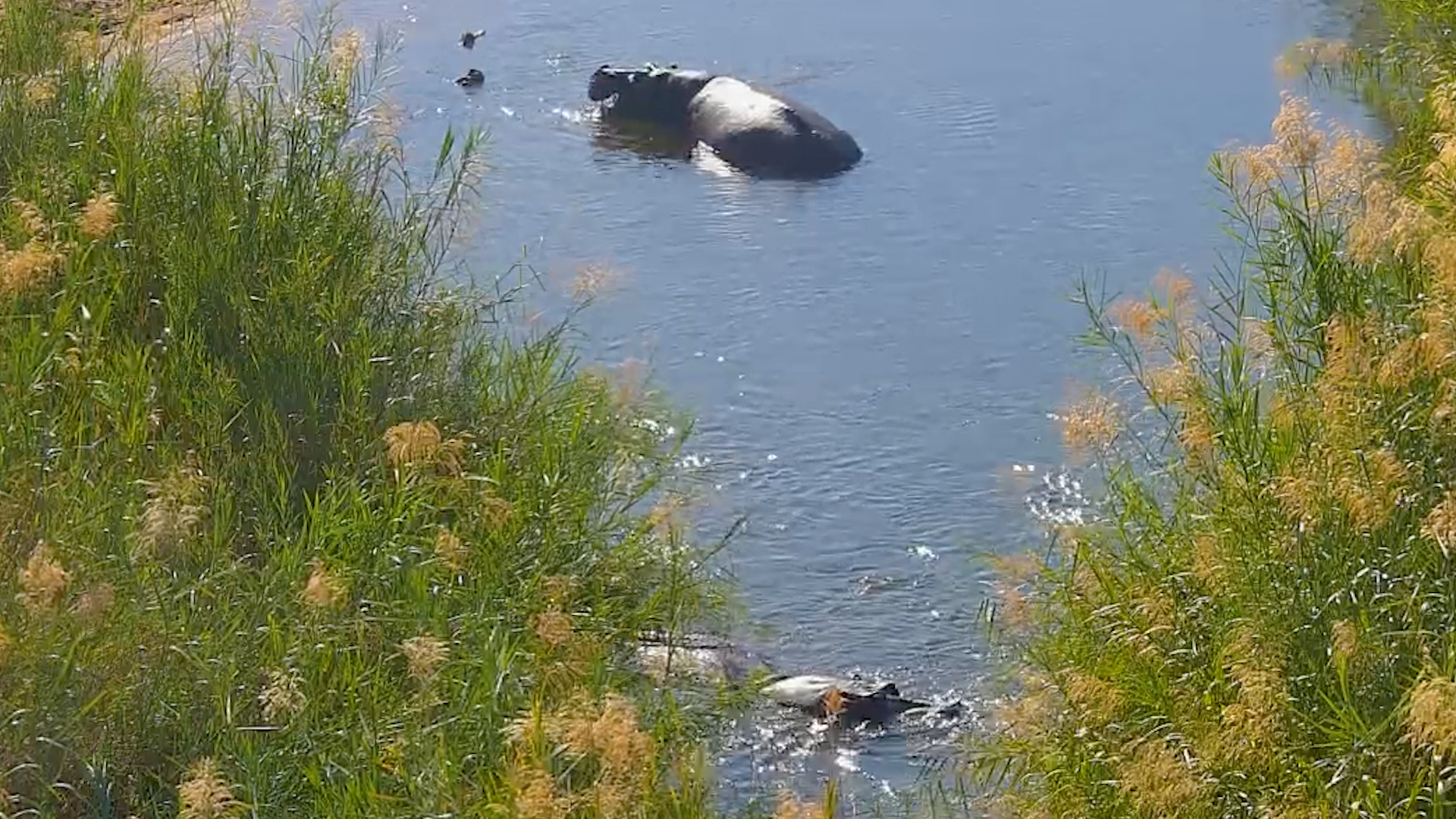 River Yawn Alert!