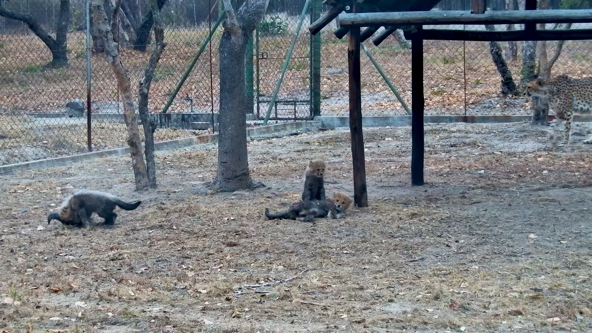 The Energetic Cheetah Cubs Go Wild with Siblings
