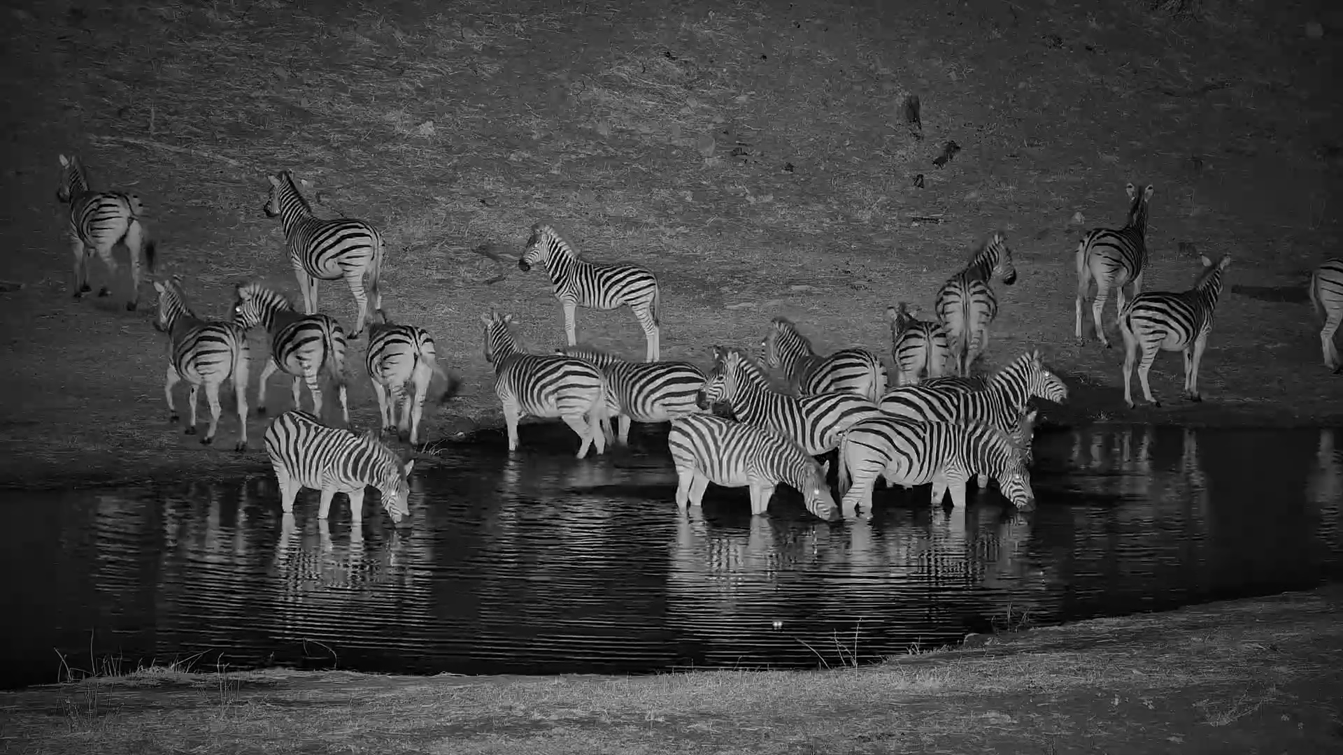Moonlit Arrival. Zebra Herd Drinks at Camelthorn Waterhole