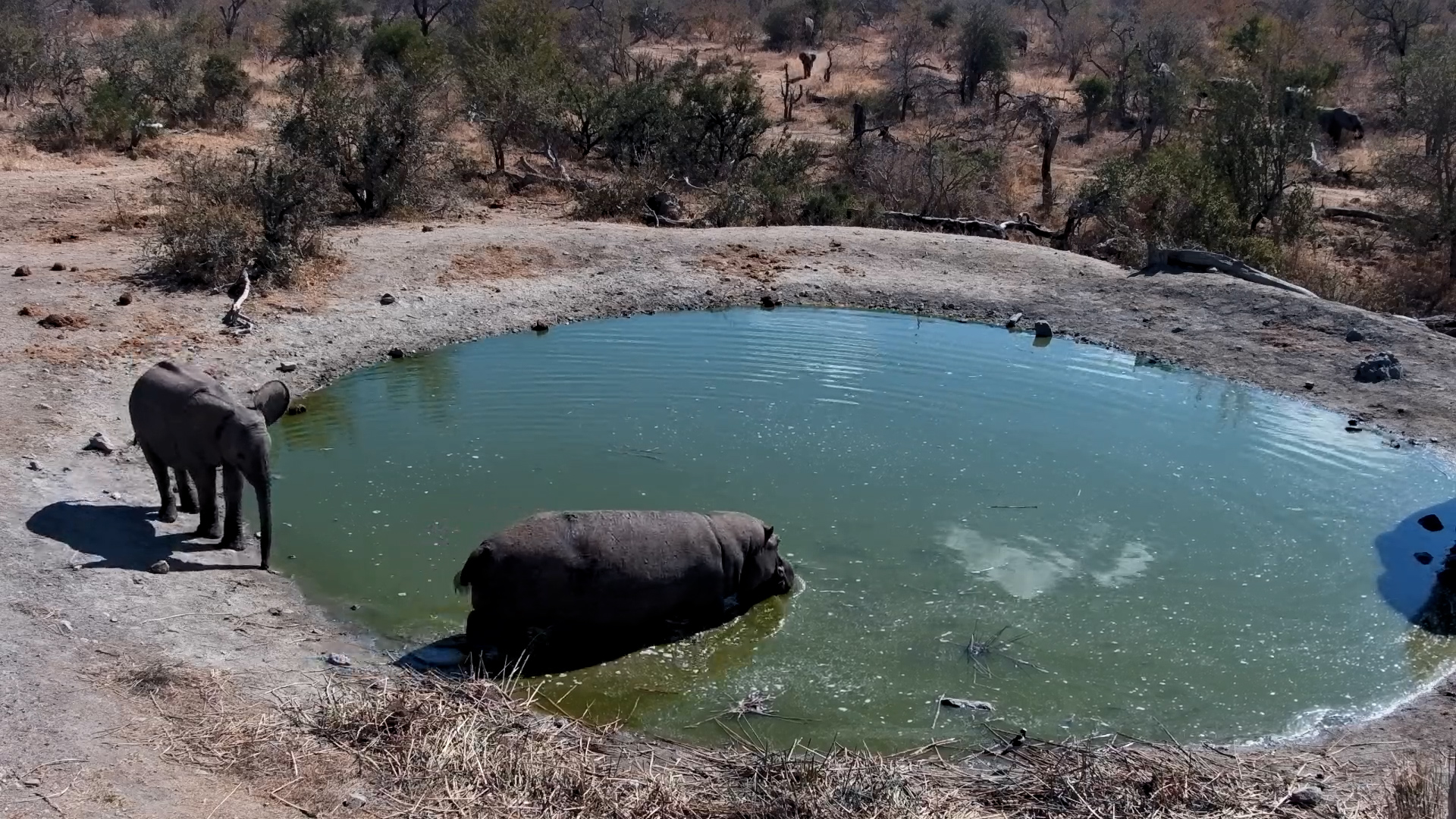 Elephant Calf’s Fascination with the Hippo