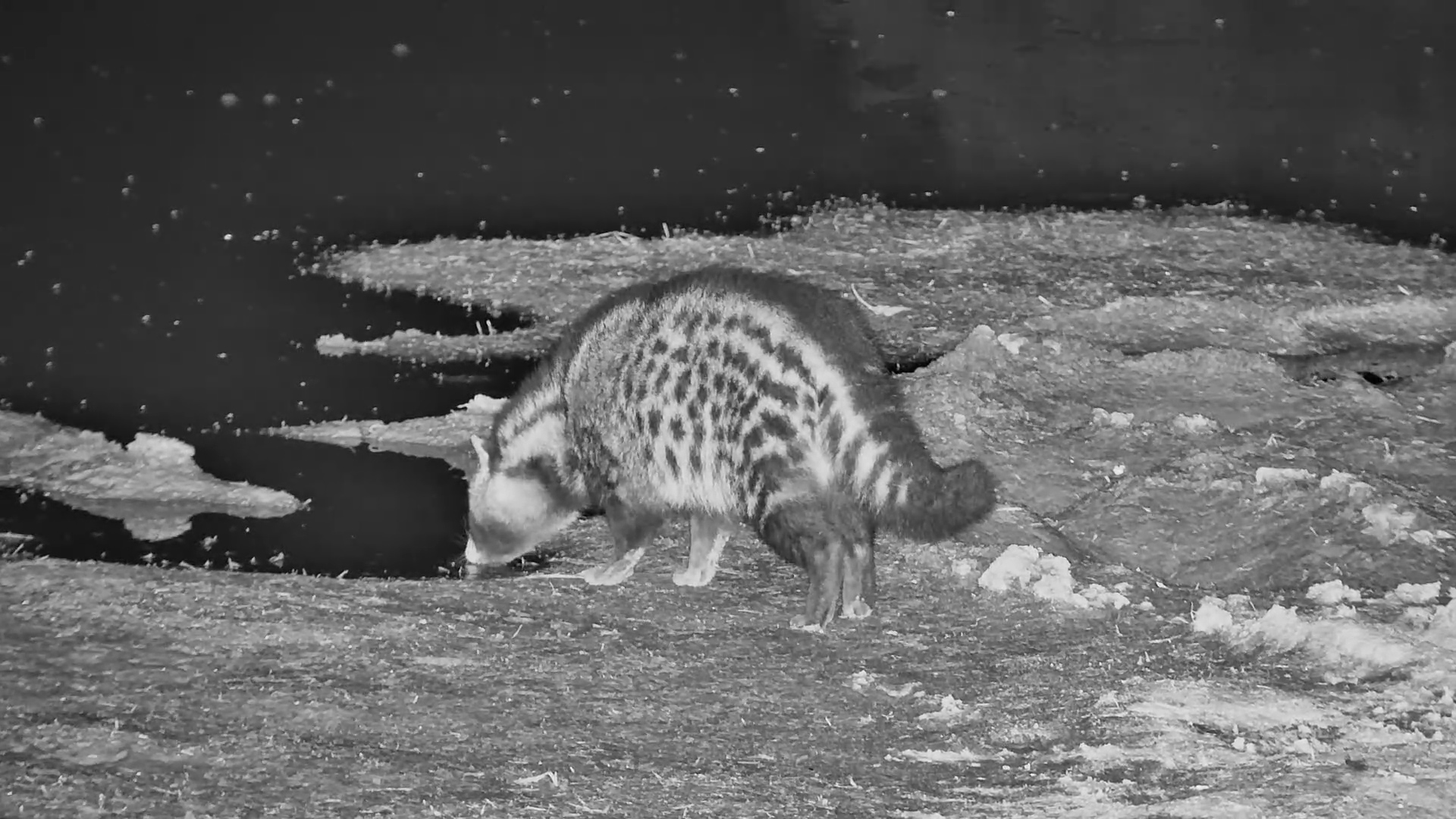 An Elusive Civet Appears After Dark