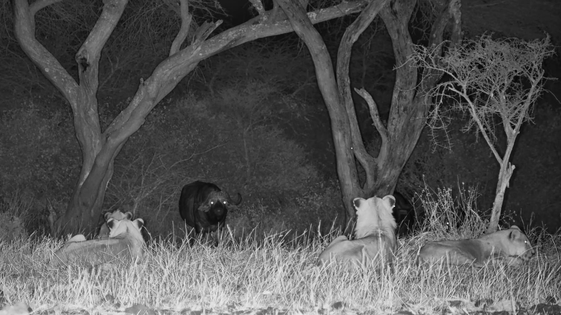 The Lions Were Watching... So Were the Buffalo