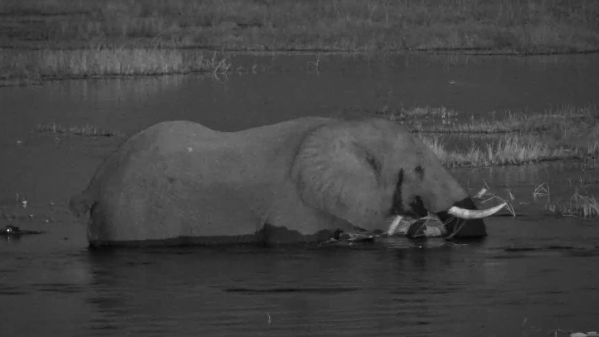 What Suddenly Appeared Behind the Elephant?