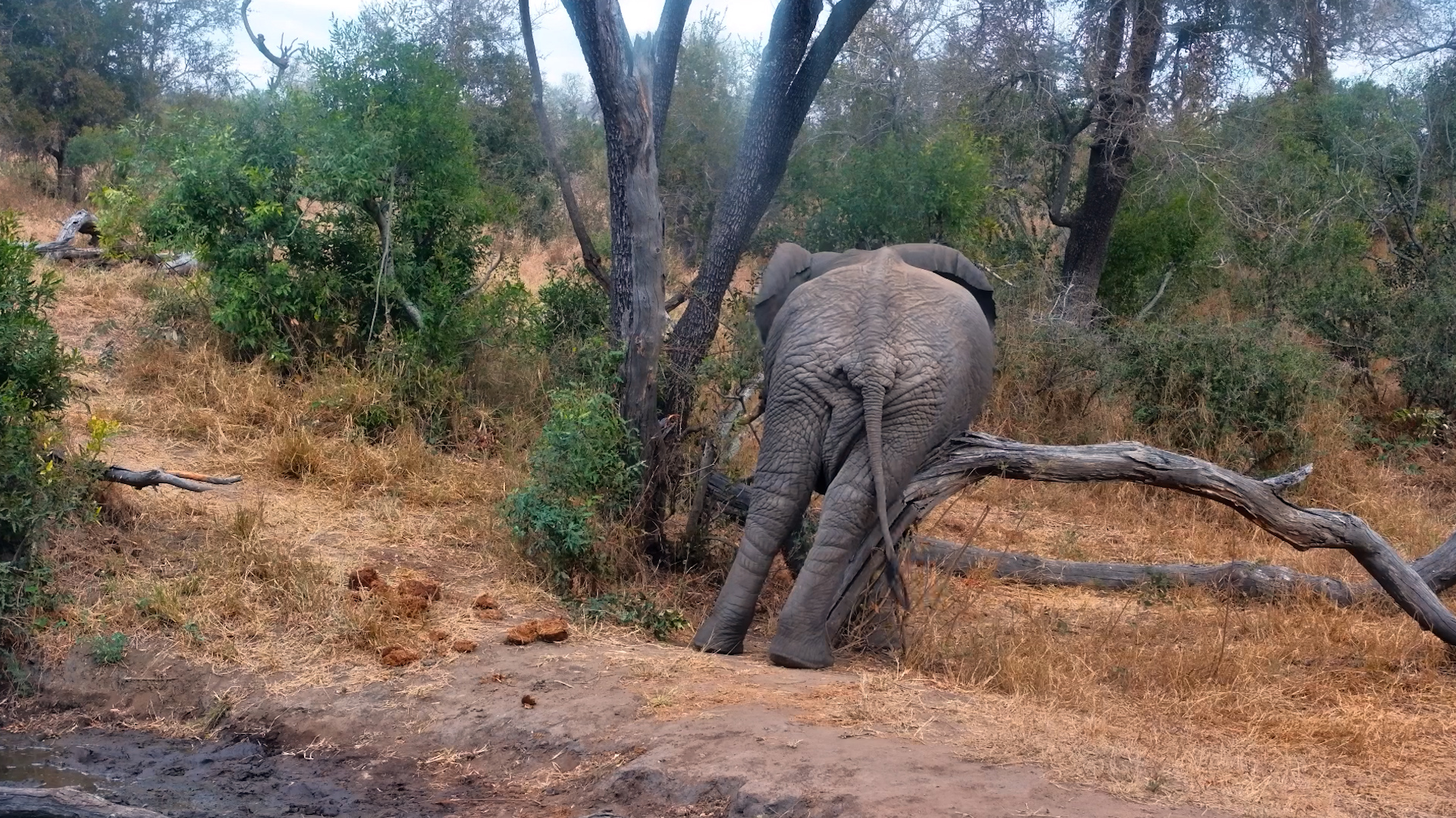 Watch This Elephant Solve an Itchy Problem