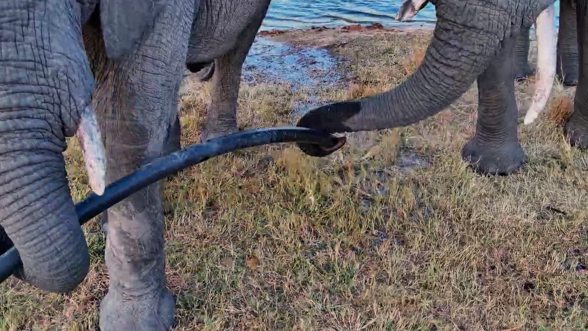 Watch These Elephants Take Turns