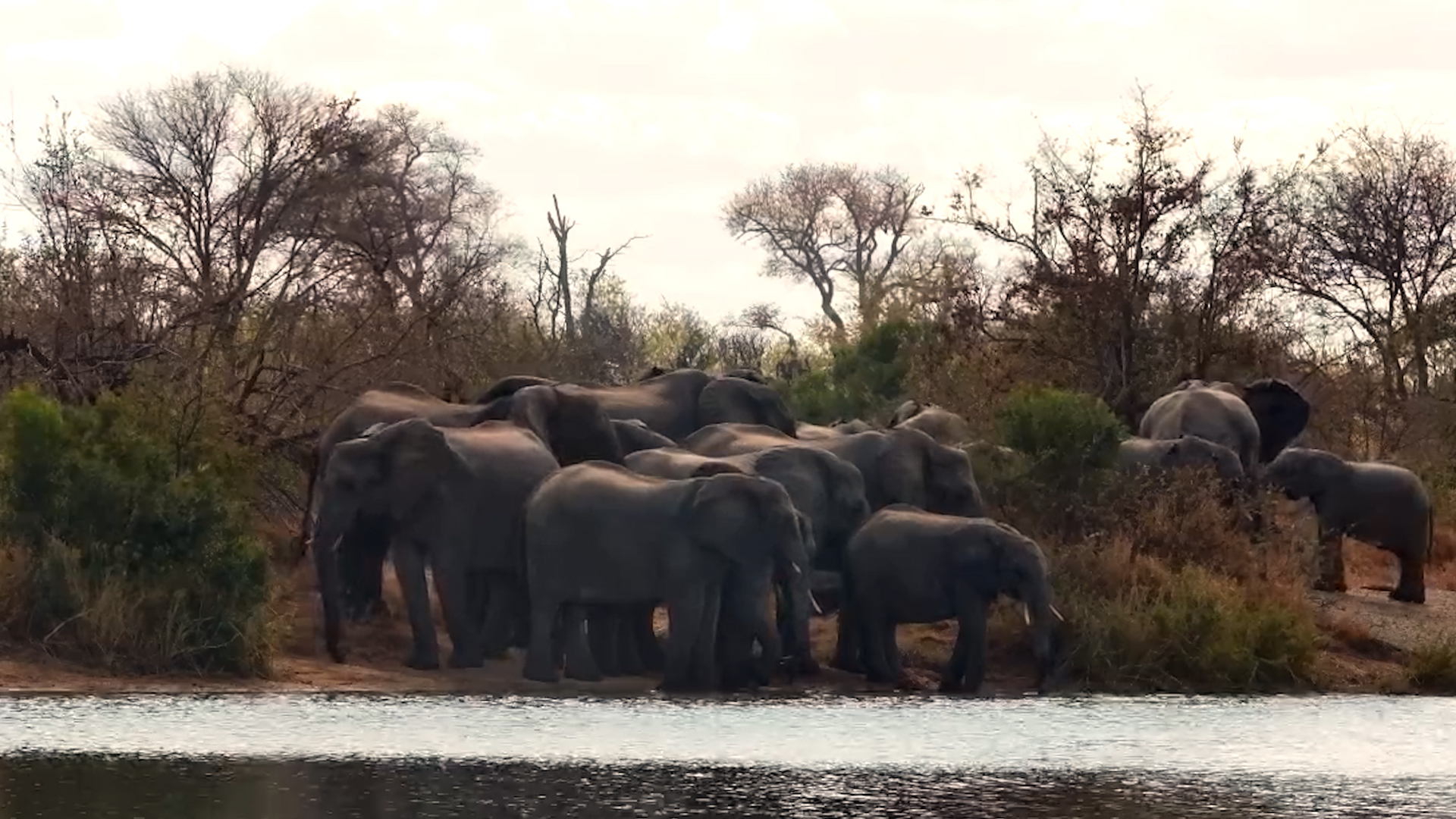 An Elephant Family's Daily Water Stop