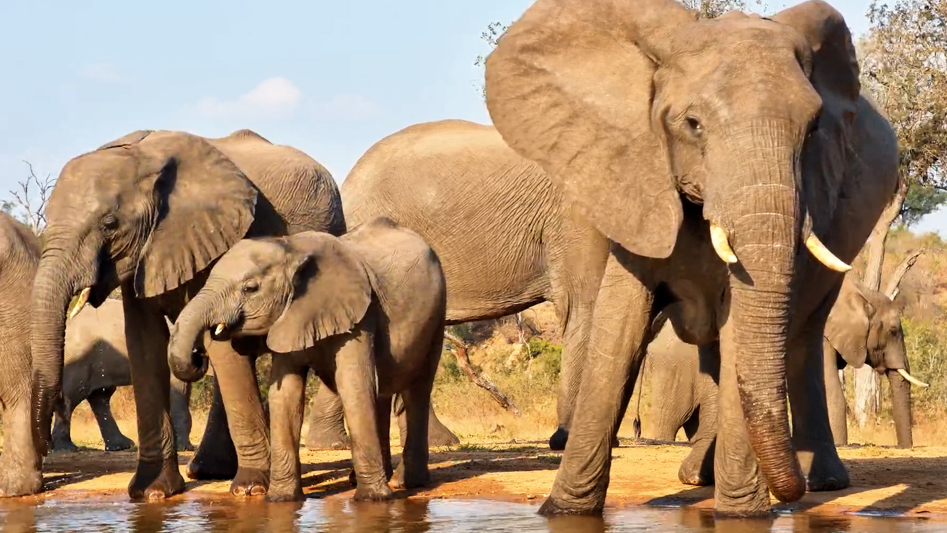 Family Time at the Waterhole