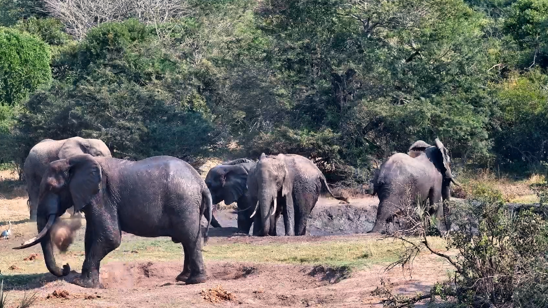 Dust, Mud & Happy Elephants