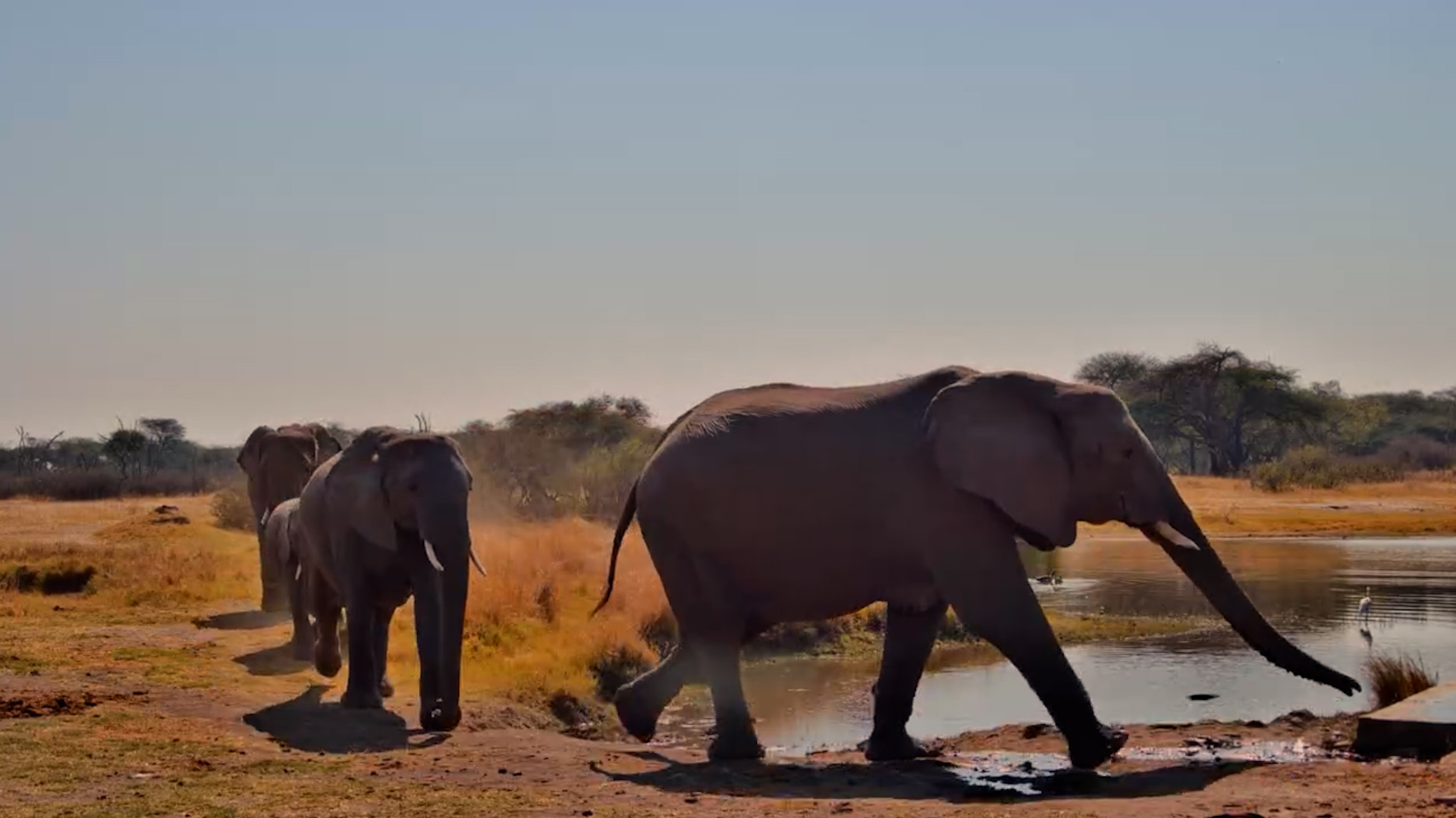 Watch This Elephant Parade to the Waterhole