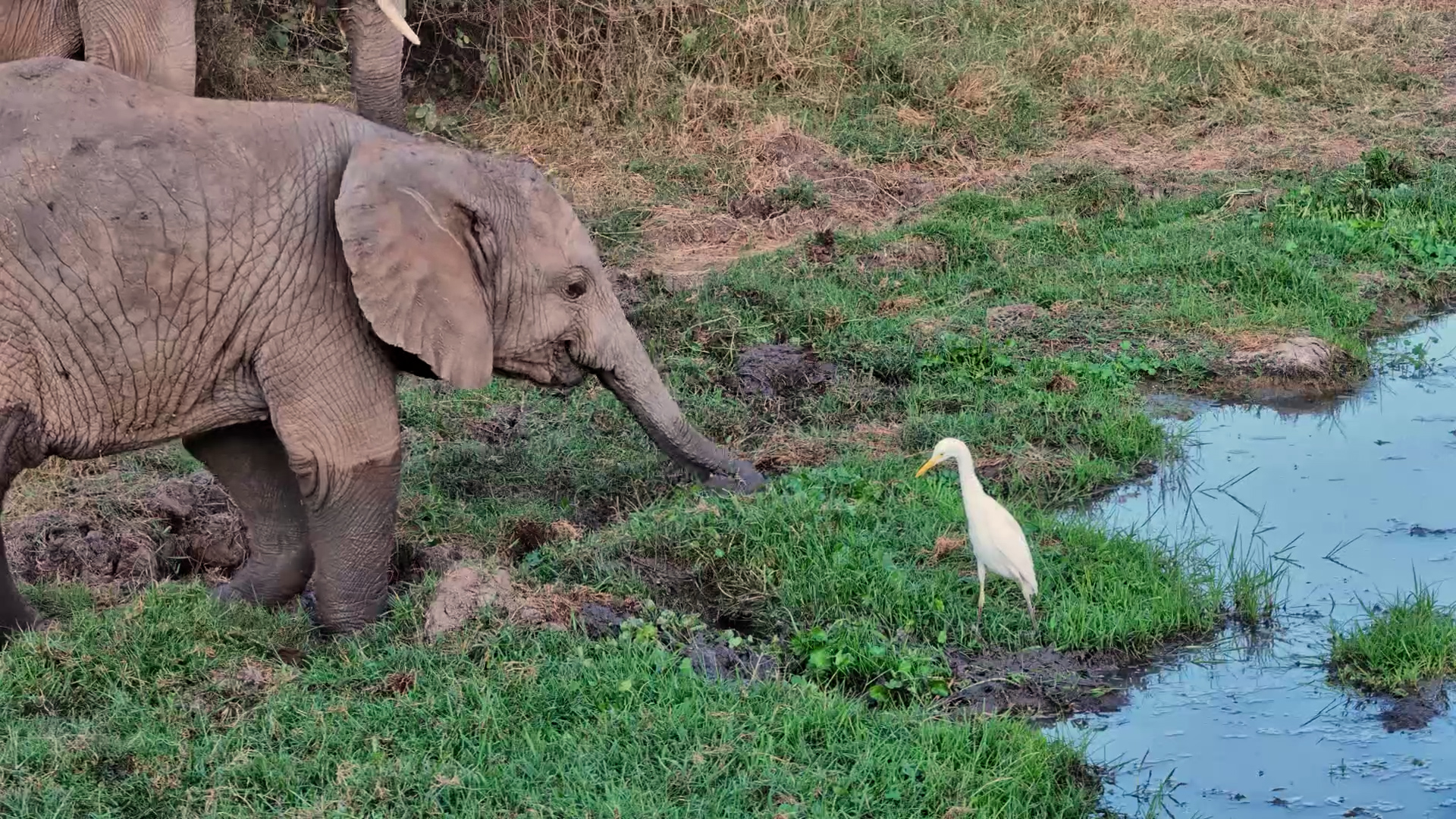 Little Bird Couldn't Stop Watching the Elephant Calf
