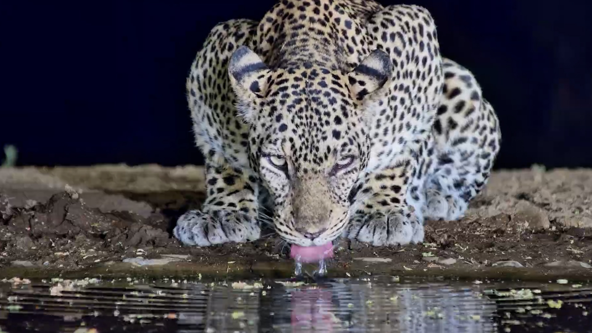 The Queen of Lentorre Stops for a Drink
