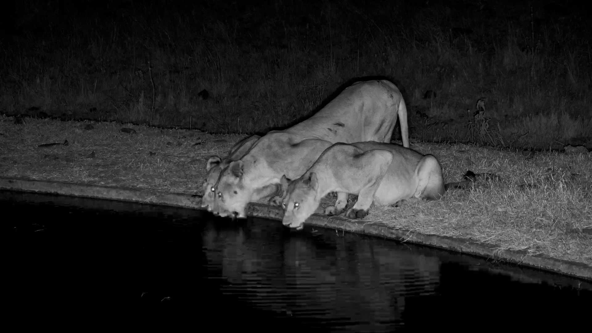 Face to Face with a Lion Pride