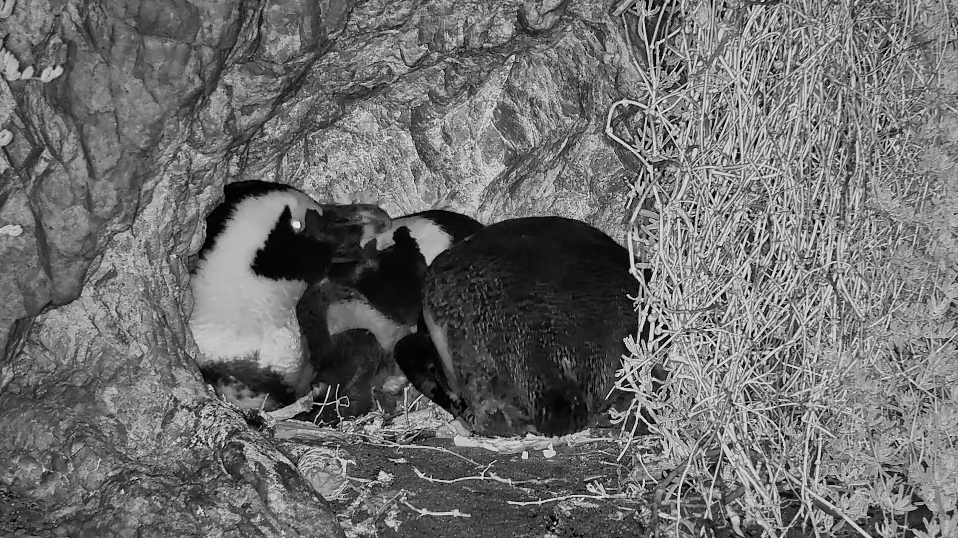 A Quiet Night with African Penguins