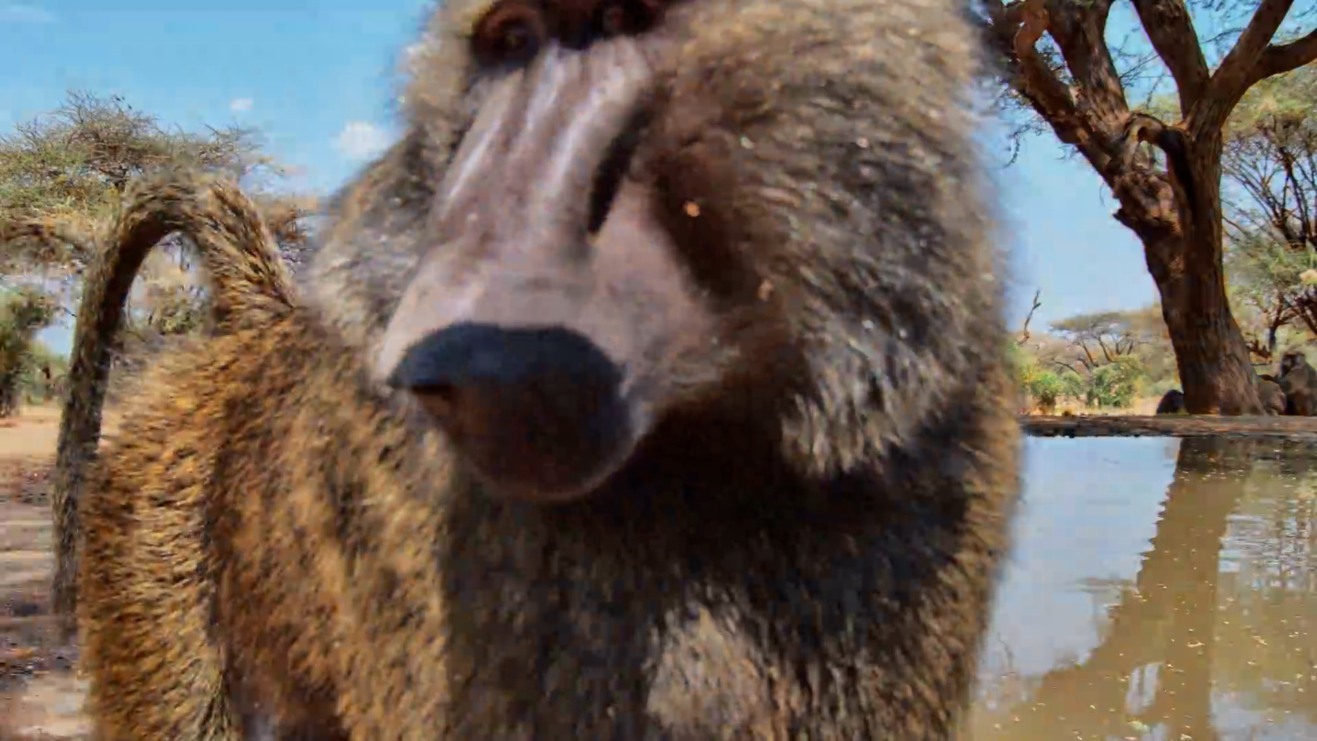 This Baboon Had a Message for Everyone
