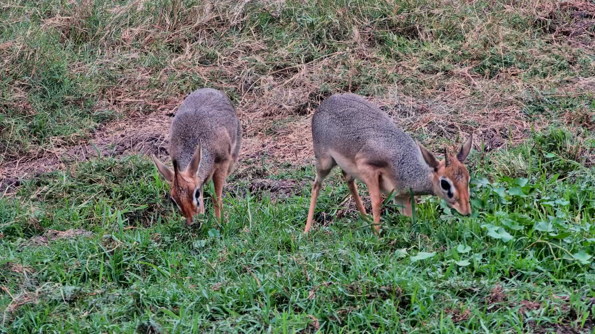 Africa's Cutest Couple? Meet the Dik-Diks!