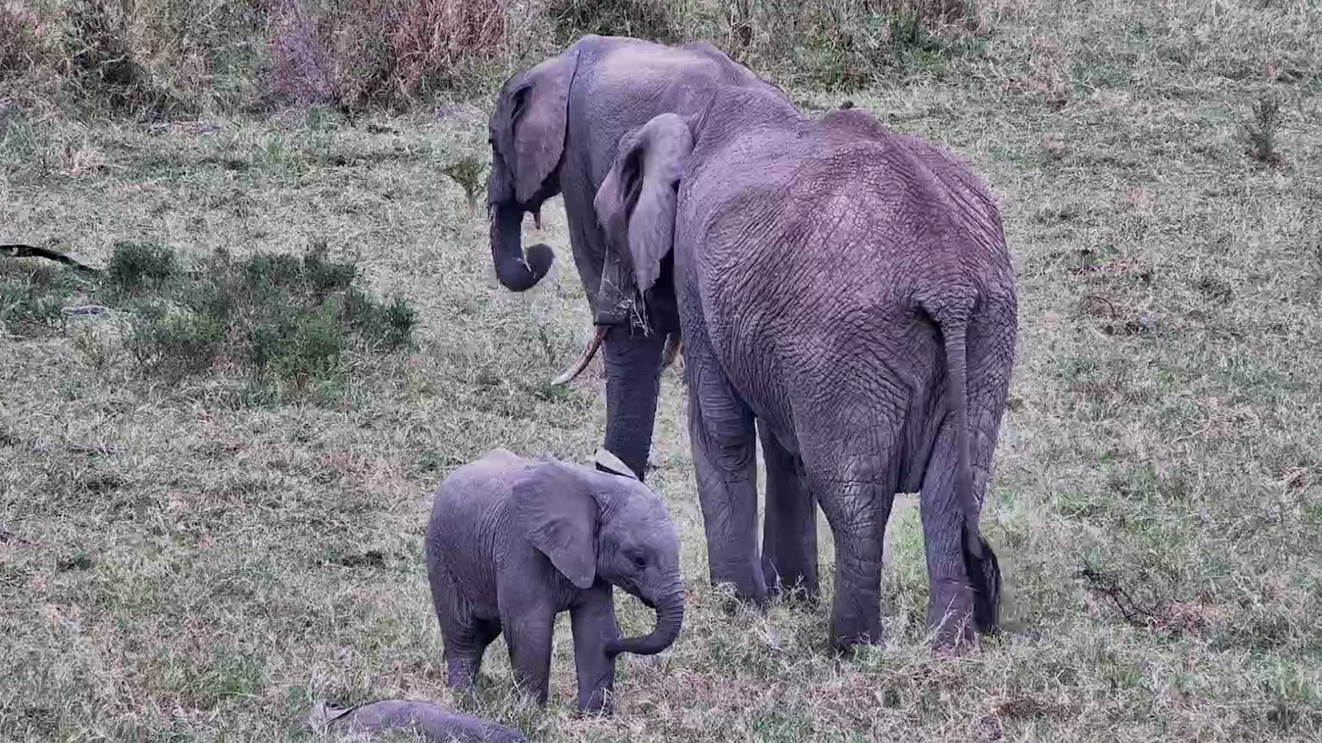 Can You Spot the Sleeping Baby Elephant?