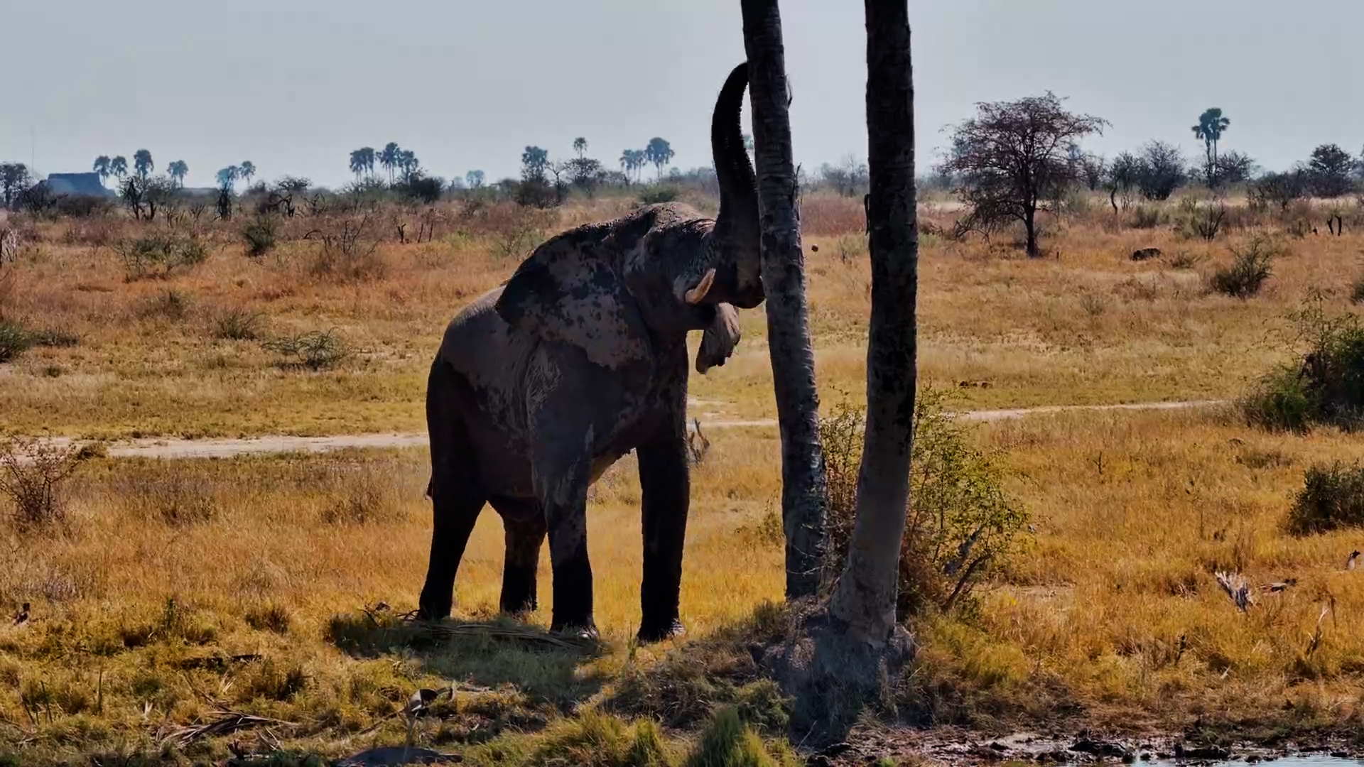 The Elephant vs. The Palm Tree... Again!