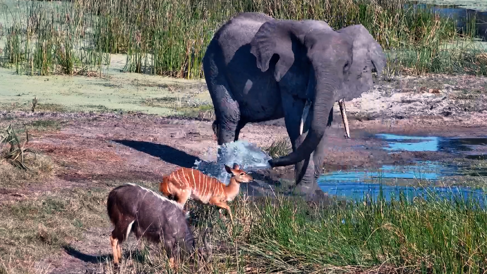 Elephant Ruins the Nyala's Peaceful Drink