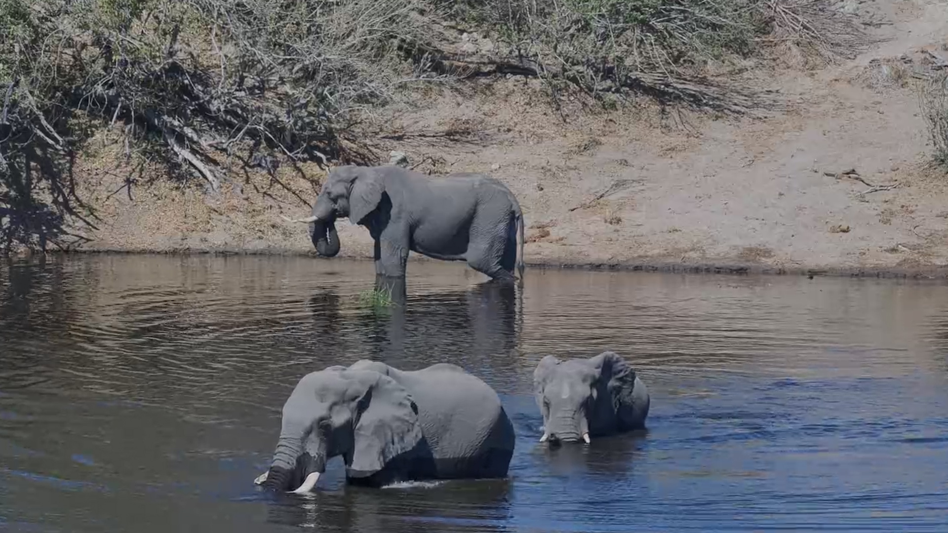 The Water Belongs to the Elephants