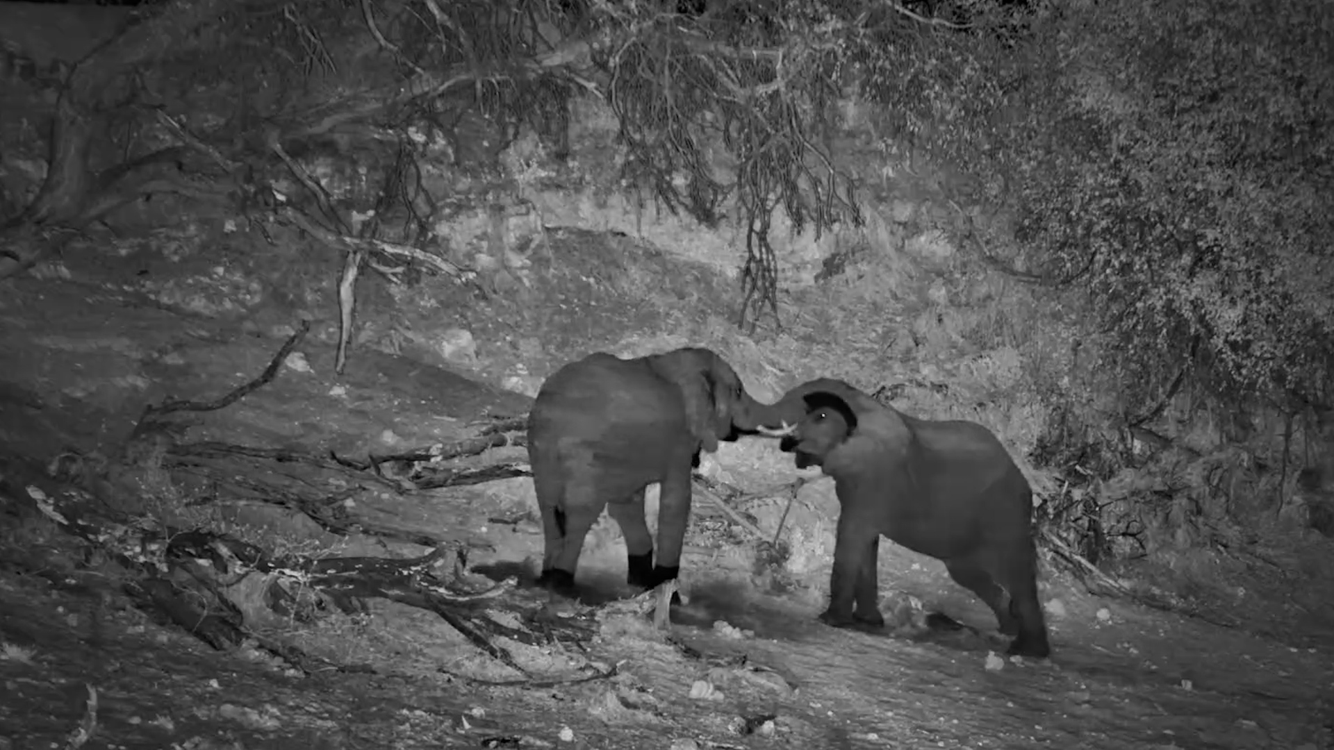 Elephants Beneath a Sky Full of Stars