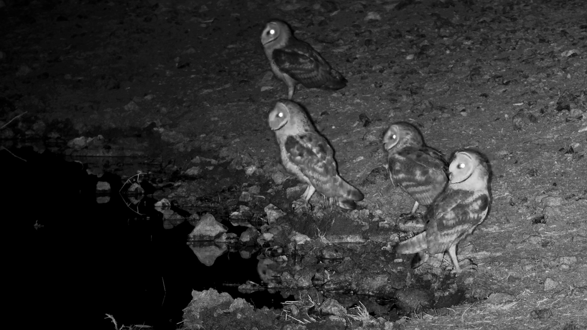 Four Ghosts of the Night