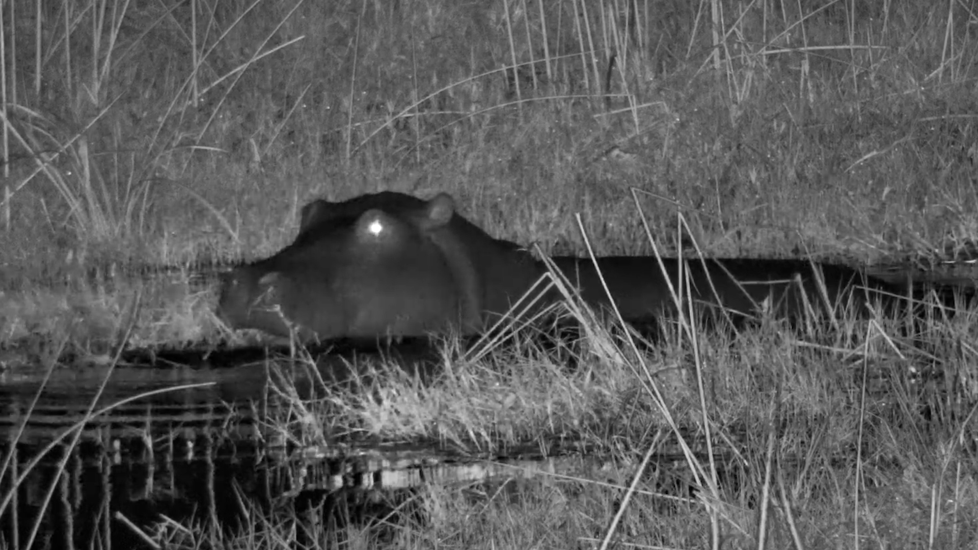 Midnight Munchies, Hippo Style