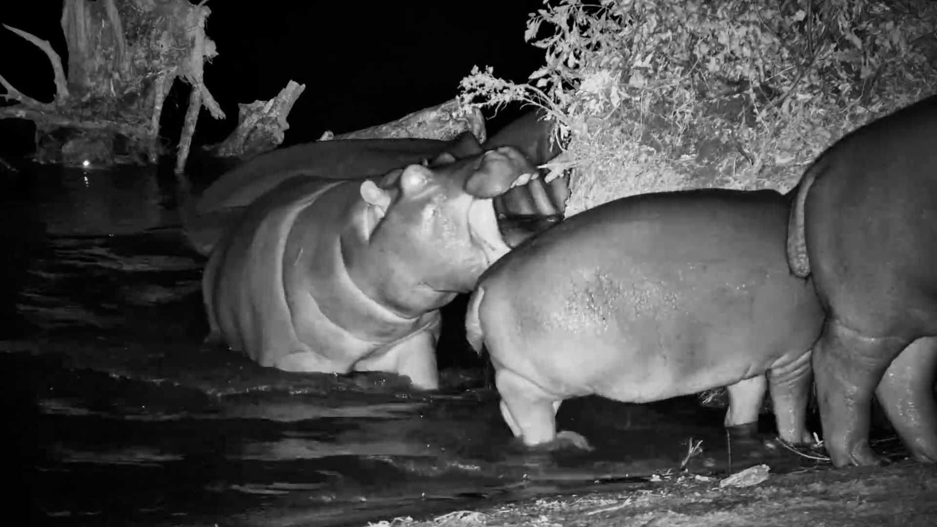 Hippos & Herons Share the Night