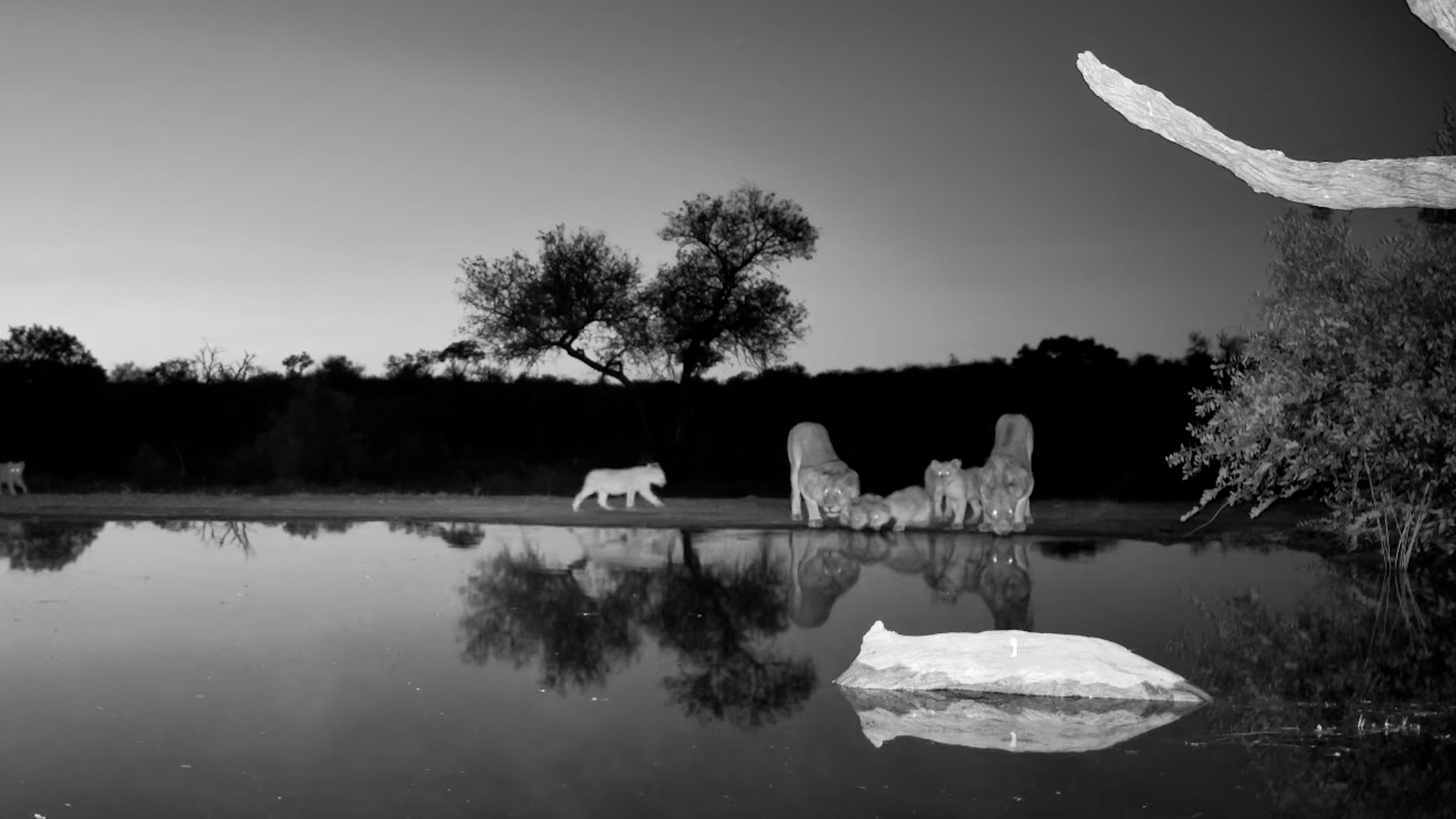 An Entire Lion Family Arrives for a Drink!