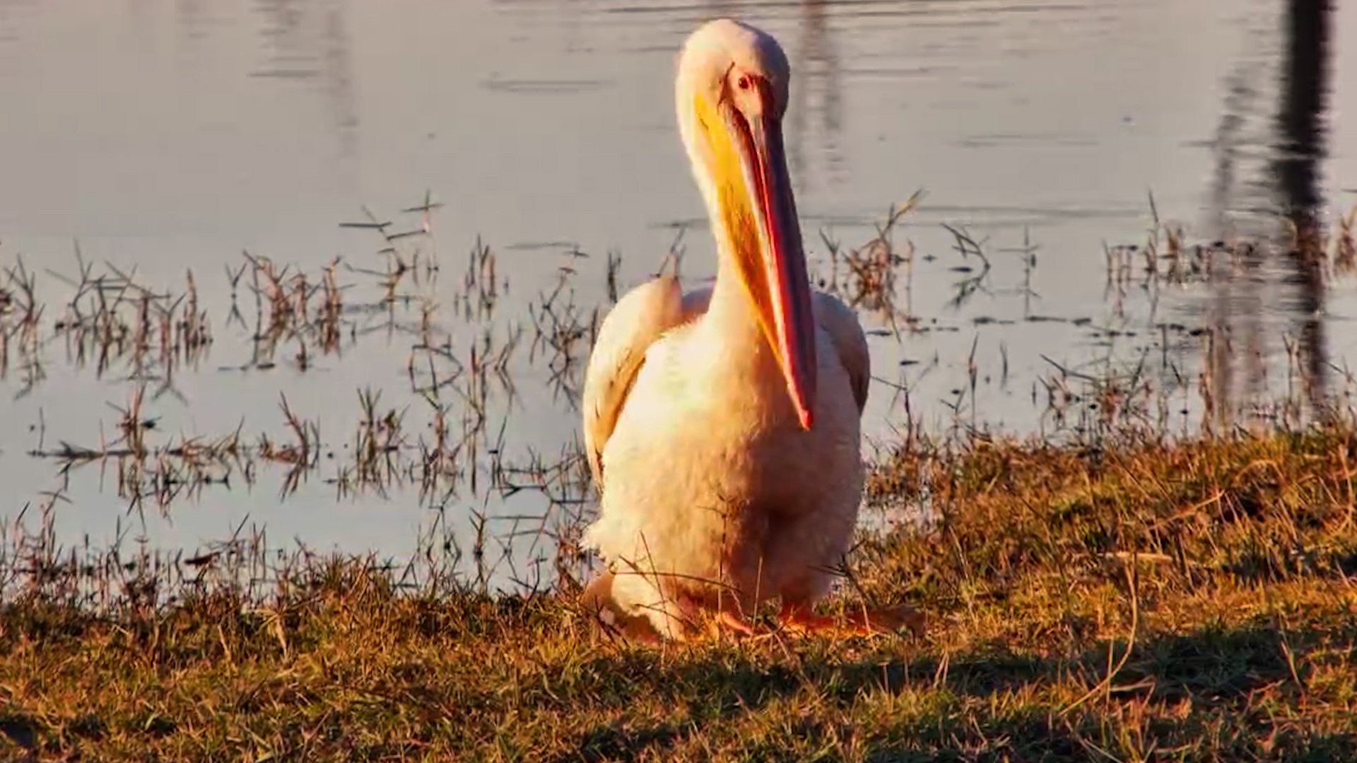 This Pelican's Yawn Is Bigger Than You Think!