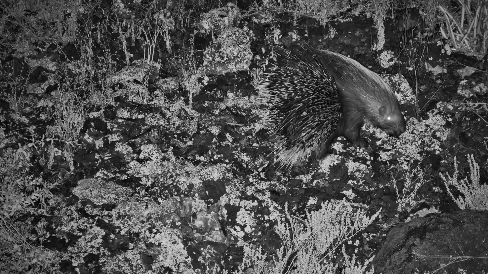Nature's Best-Protected Foragers