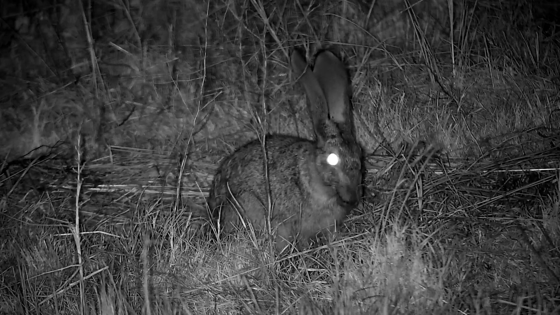 The Quiet Life of a Scrub Hare