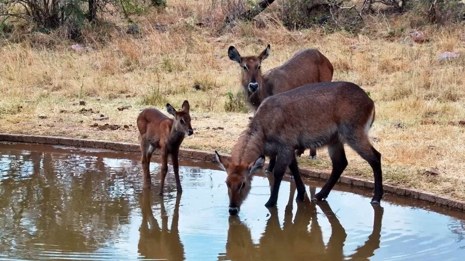 This Baby Waterbuck Is Too Cute!