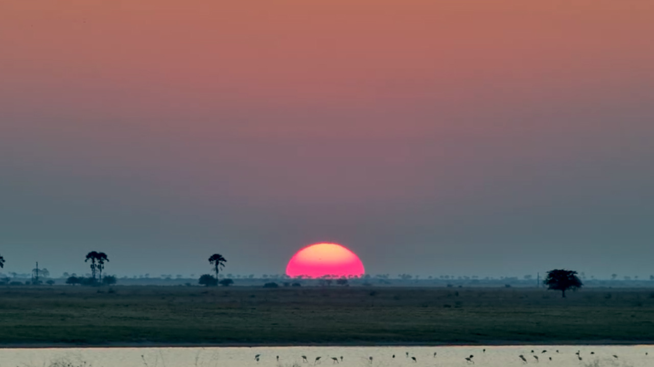 Where Flamingos Meet the Sunset