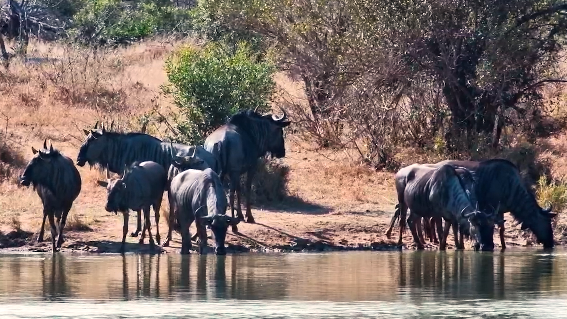 A Thirsty Wildebeest Herd Arrives Together