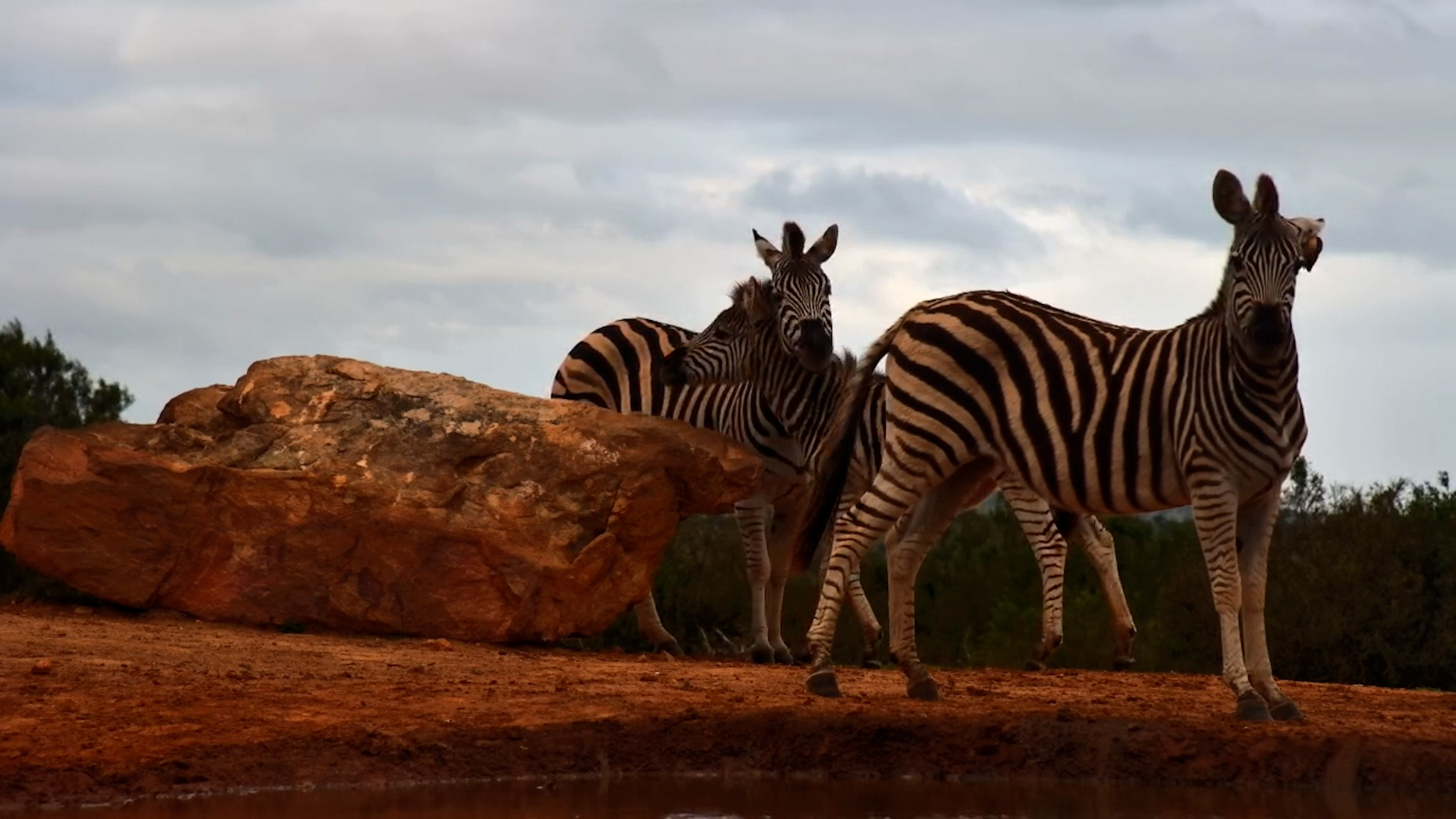 Zebras, a Rhino & Total Tranquillity